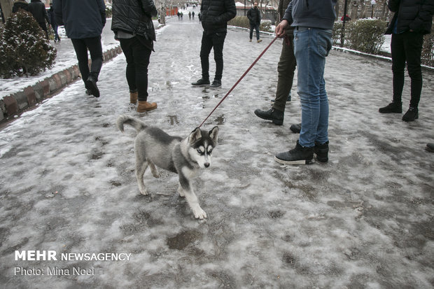 First snow in Tabriz this year