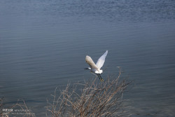 Migratory birds wintering in Iran increased by 26.5%