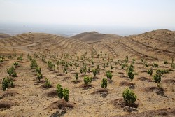 طرح بوم‌سازگان در احیای جنگل‌های زاگرس در کردستان اجرا می‌شود