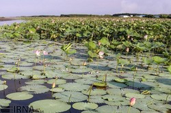 $215m to be earmarked for Anzali wetland nano bioremediation