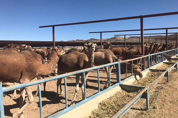  ۱۴ واحد پرورش شتر شیری در سیستان و بلوچستان فعال شد