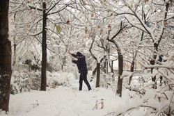 بارش سنگین برف در کرج به ۵۰ درخت آسیب زد