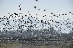 مهاجرت هزاران مرغ دریایی به سواحل آستارا