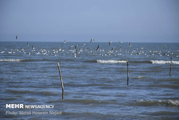 مهاجرت هزاران مرغ دریایی به سواحل آستارا