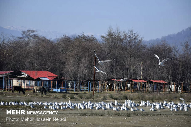 Migrating seagulls in Astara