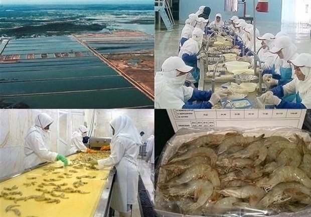 موافقت‌نامه کنسرسیوم‌های صادراتی خوشه صنعتی آبزیان بوشهر منعقد شد