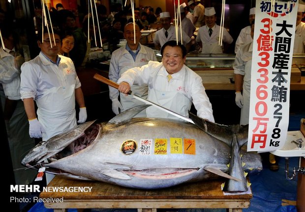 رکورد گران‌ترین ماهی دنیا
