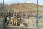بیش از ۹۰۰ قلاده سگ ولگرد در شهر اصفهان جمع‌آوری شد