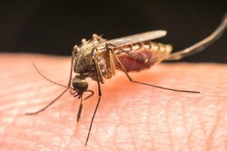 ابتلای حدود ۲۰ نفر از اتباع بیگانه در جاسک به مالاریا
