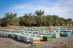 کوج زنبورداران مناطق مختلف کشور به هشتبندی