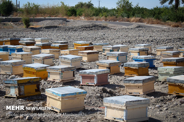 کوج زنبورداران مناطق مختلف کشور به هشتبندی