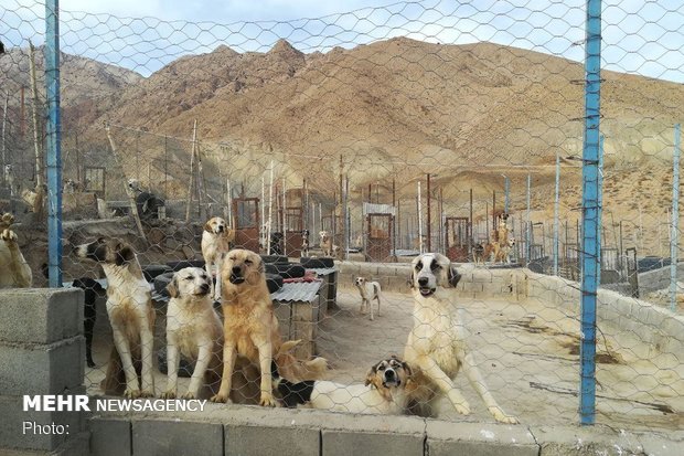 رفع نواقص نقاهتگاه سگ های بدون صاحب کهریزک تا ۱۰ روز آینده