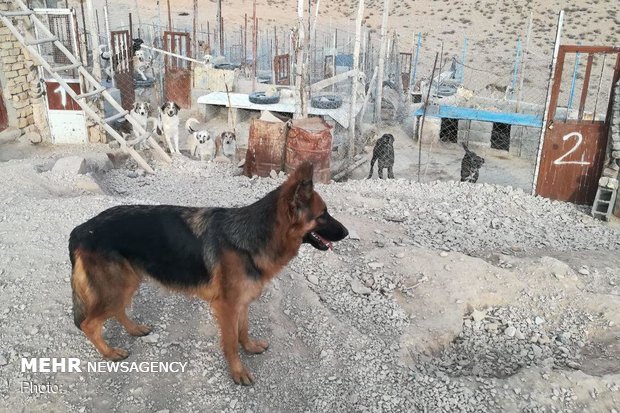 ساماندهی سگ های ولگرد در مناطق مسکونی یاسوج ضروری است