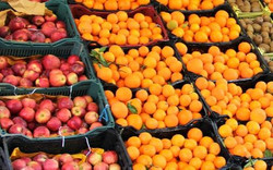 آغاز ذخیره سازی میوه شب عید/قیمت گوجه فرنگی ٤ هزارتومان کاهش یافت