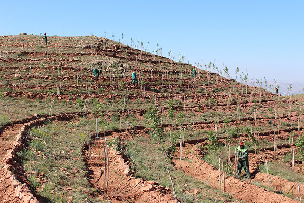 اختصاص ۷۶۰۰ هکتار از اراضی شیب دار لرستان به کاشت نهال