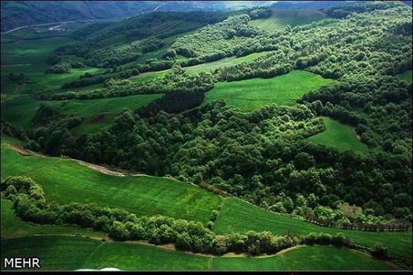 جنگل های هیرکانی دارای ۱۸۰ گونه درختی و درختچه ای است