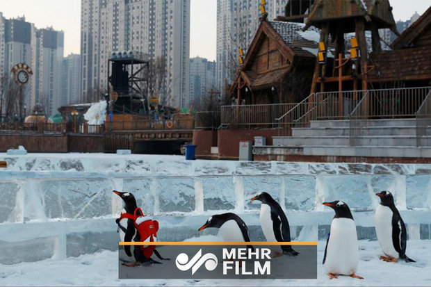 فلم/ چين میں پنگوئنز کے ہمراہ یخی فیسٹیول