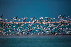 Paradise of migratory birds in southern Iran