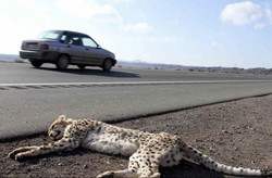 Asiatic cheetah