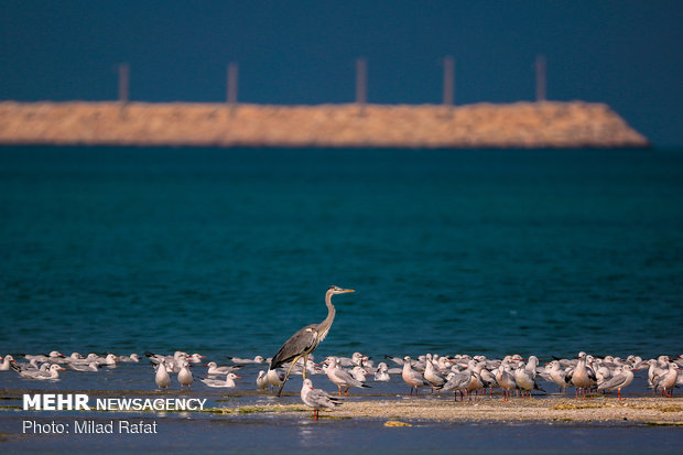 پرندگان مهاجر در خلیج نایبند