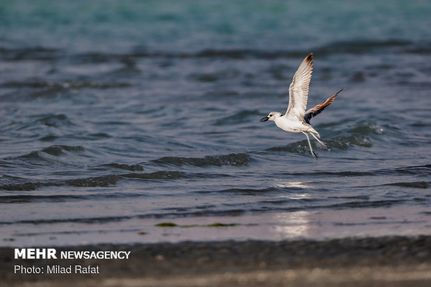 پرندگان مهاجر در خلیج نایبند