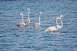 Nayband National Sea Park