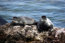 National plan for safeguarding Caspian seal drafted