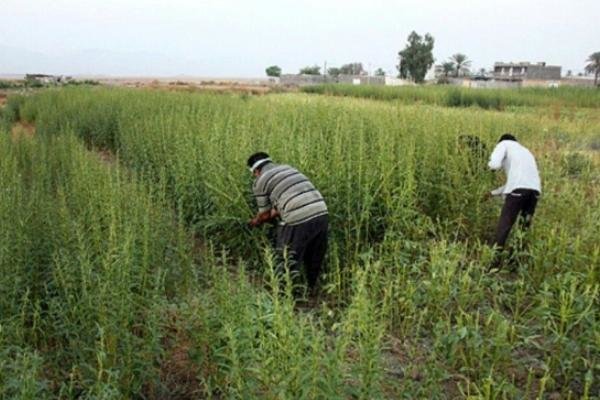 آغاز برداشت دانه‌های روغنی کنجد در ۶۵۰ هکتار از اراضی دهلران