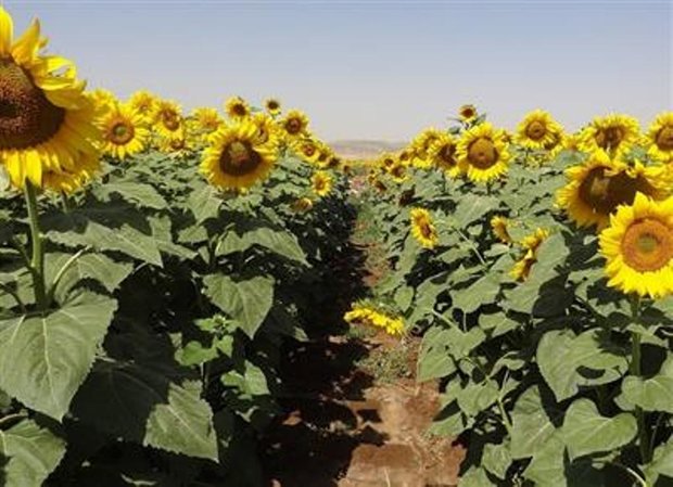 خرید بیش از ۱۳۰۰ تن دانه آفتابگردان در گلستان