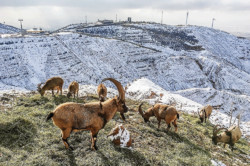 Mountain goats in northwestern resort 