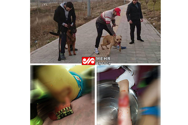 حمله «سگ‌های یک آقازاده» به دختربچه‌ای در پارک