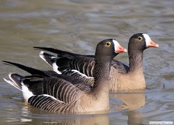Over 8,000 lesser white-fronted geese wintering in northwestern Iran