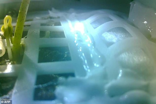 VIDEO: First-ever plant sprout on Moon