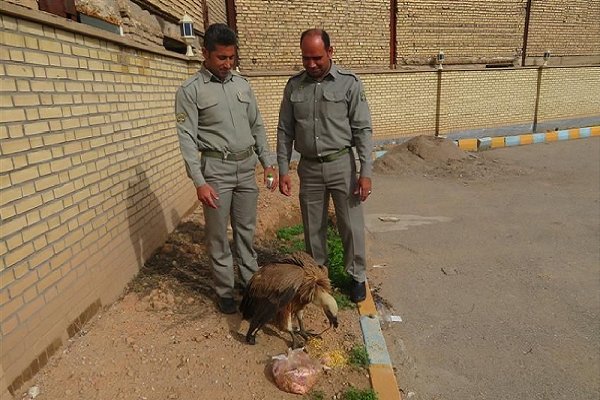  یک بهله «دال» در سیستان و بلوچستان تیمار شد