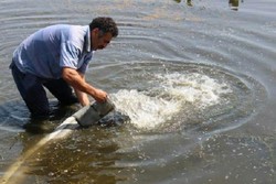 ۲۶۵ هزار قطعه بچه ماهی در باغملک رهاسازی شد