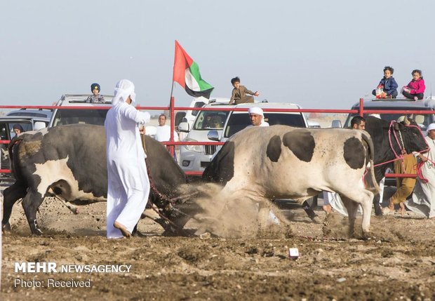 گاوبازی در امارات‎