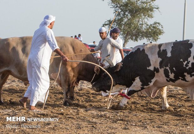 گاوبازی در امارات‎