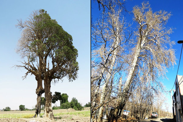 سرو کهک و چنار نایه قم در فهرست ملی ایران ثبت شد