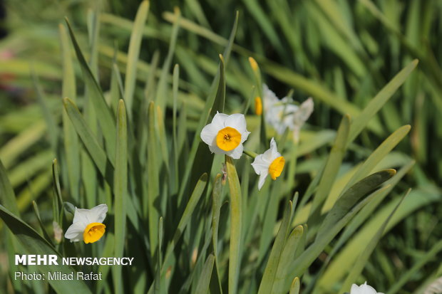 Farmers collect daffodils in Fars province