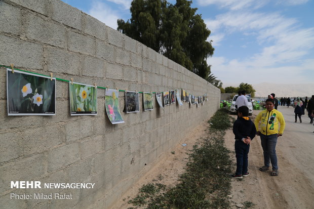 Farmers collect daffodils in Fars province