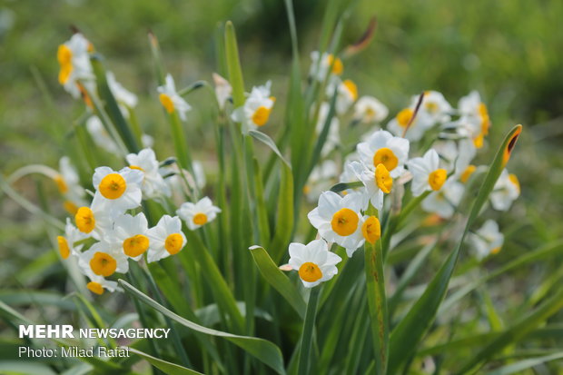 Farmers collect daffodils in Fars province