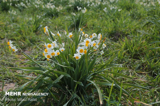 Farmers collect daffodils in Fars province