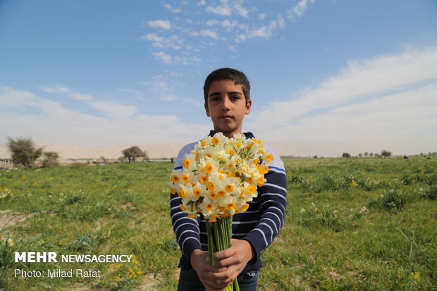 Farmers collect daffodils in Fars province