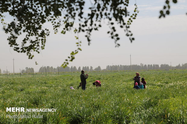 Farmers collect daffodils in Fars province