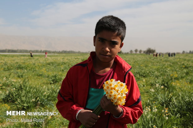 Farmers collect daffodils in Fars province