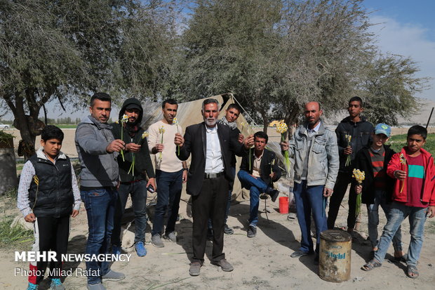 Farmers collect daffodils in Fars province