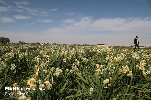 Farmers collect daffodils in Fars province