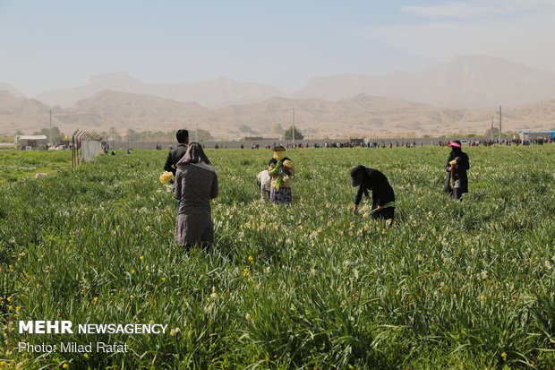 Farmers collect daffodils in Fars province