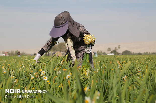 Farmers collect daffodils in Fars province
