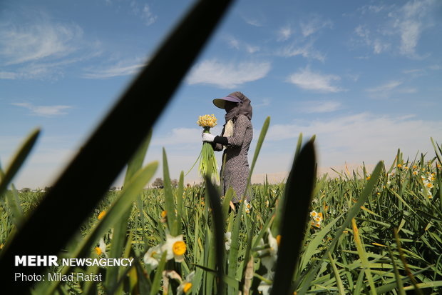 Farmers collect daffodils in Fars province